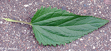 leaf top side
