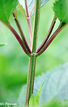 stem