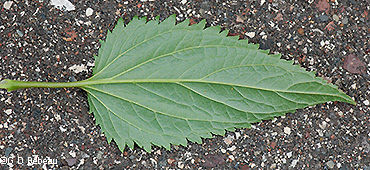leaf underside