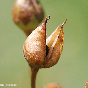 seed capsule