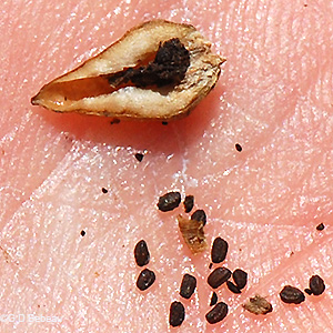 seeds