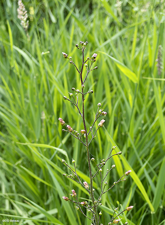 inflorescence