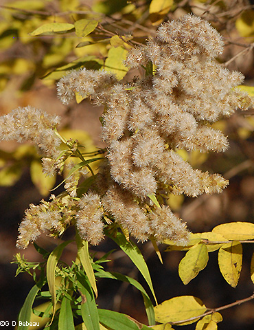 Seed heads