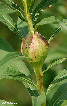 late goldenrod ball gall