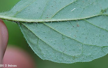 Leaf underside