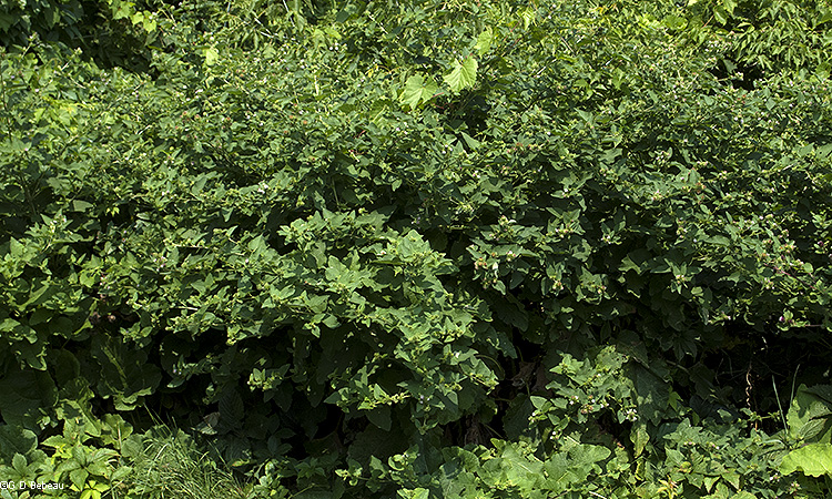 Burdock group