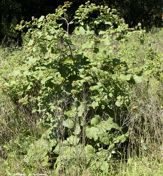 full plant