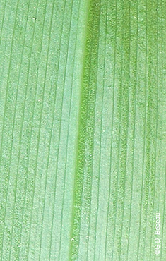 leaf underside