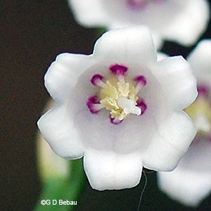 flower corolla