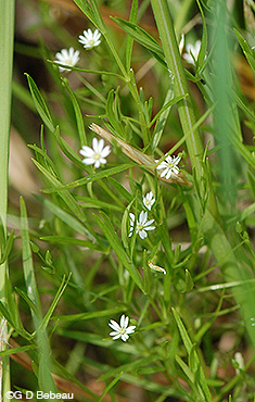 Long-leaved Chickweed plant