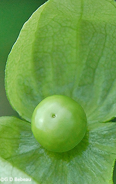 green fruit