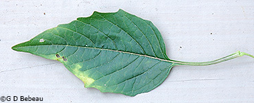 leaf