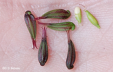 seed capsule