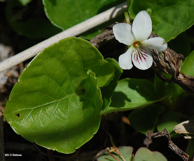flower and leaf