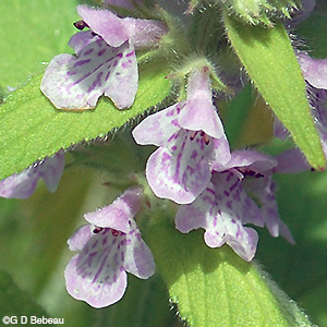 Marsh Hedge-nettle flower