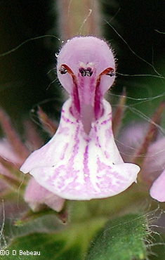 Flower detail