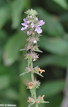 Marsh Hedge-nettle inflorescence
