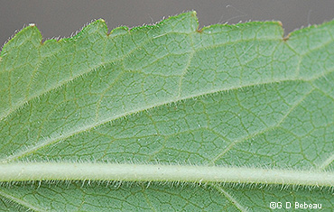 leaf underside