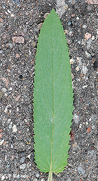 Leaf upper surface