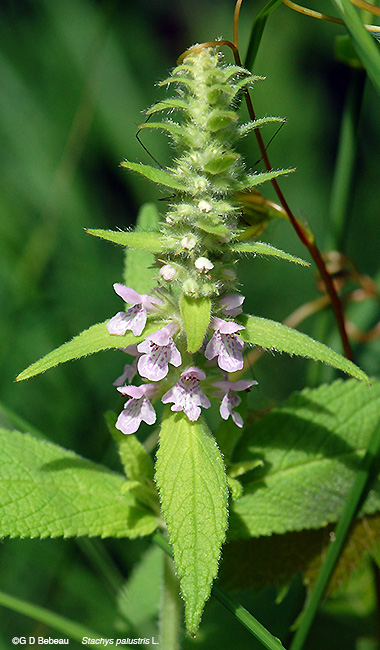 Marsh Hedge-Nettle plant