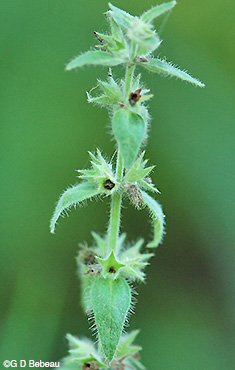 Marsh Hedge-nettle seeds stem