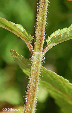 Marsh Hedge-nettle stem