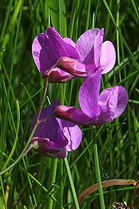 Marsh Pea