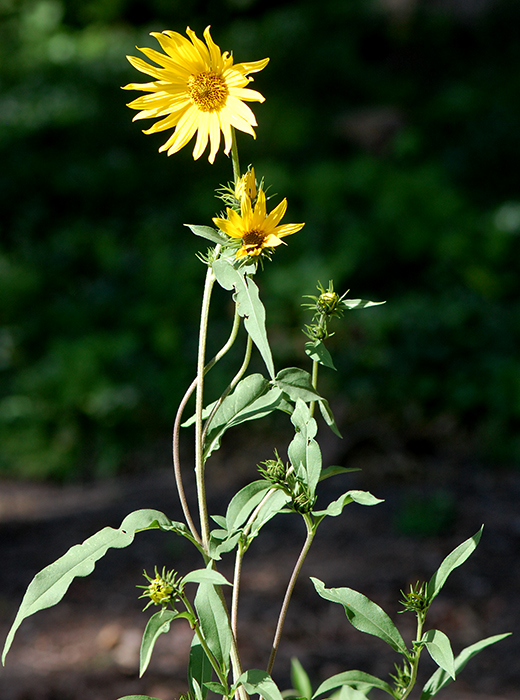 Upper section of Maximilian sunflower