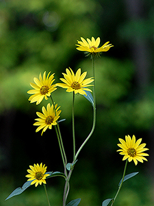 maximilian sunflower
		