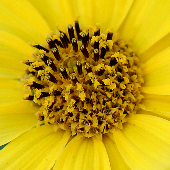 maximilian disc florets