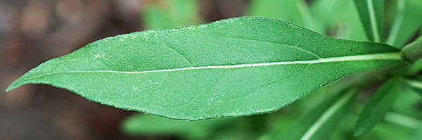 Leaf upper side