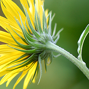 Maximilian phyllaries