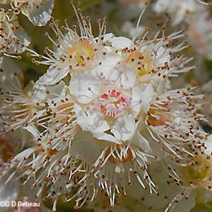flower detail
