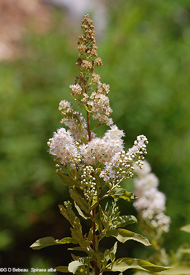 inflorescence