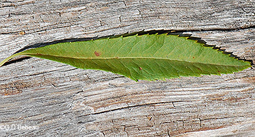 leaf upperside