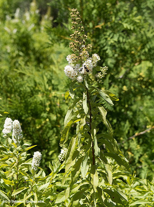 plant image