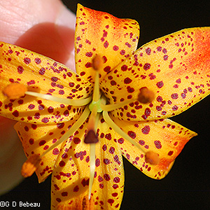 corolla of Michigan Lily
