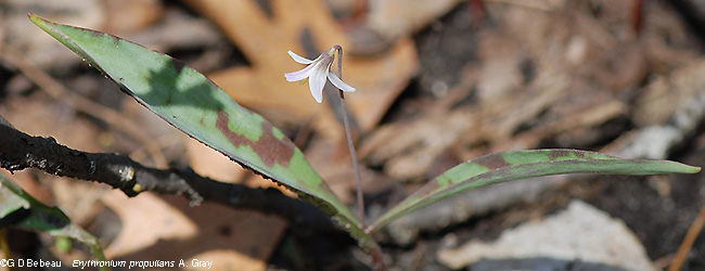 flower and leaves