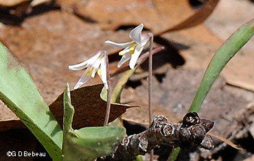 MN drarf trout lily