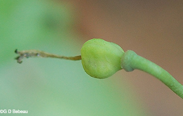 MN dward trout lily seed capsule