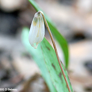 Minnesota Dwarf Trout Lily