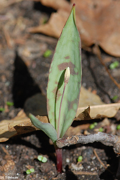 Trout lily bud and leaf