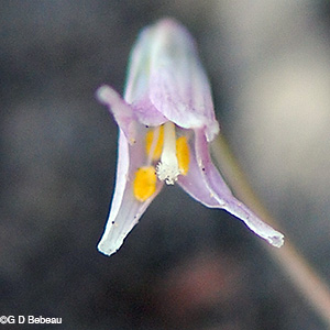 Minnesota Dwarf Trout Lily