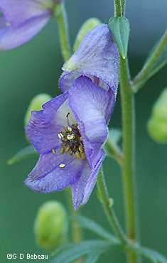 Monkshood Flower