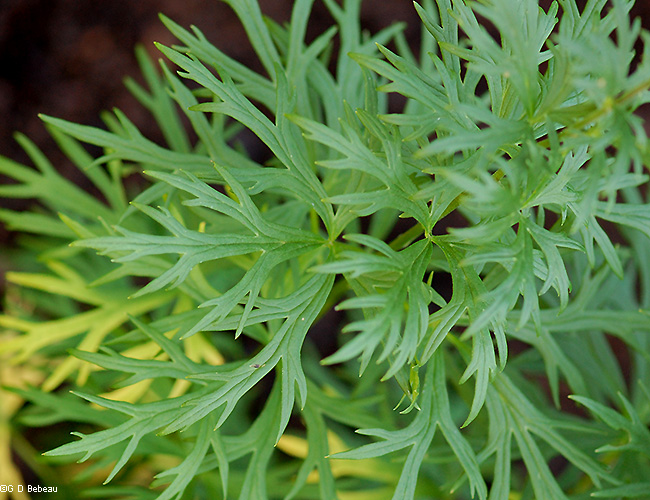 leaves