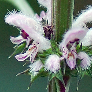 flower detail
