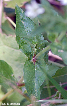 Mouse-ear Chickweed leaf