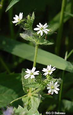Mouse-ear Chickweed plant