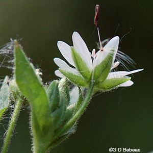 Mouse-ear chickweed sepals