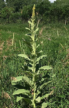 Mullein Plant